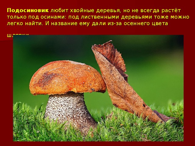 Подосиновик любит хвойные деревья, но не всегда растёт только под осинами: под лиственными деревьями тоже можно легко найти. И название ему дали из-за осеннего цвета шляпки.  