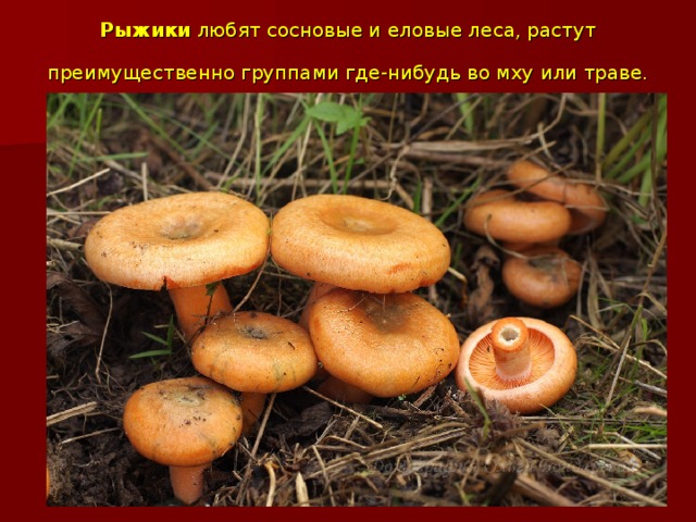 Рыжики любят сосновые и еловые леса, растут преимущественно группами где-нибудь во мху или траве.  