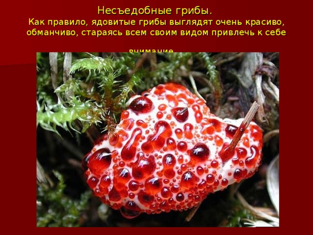 Несъедобные грибы.  Как правило, ядовитые грибы выглядят очень красиво, обманчиво, стараясь всем своим видом привлечь к себе внимание.   