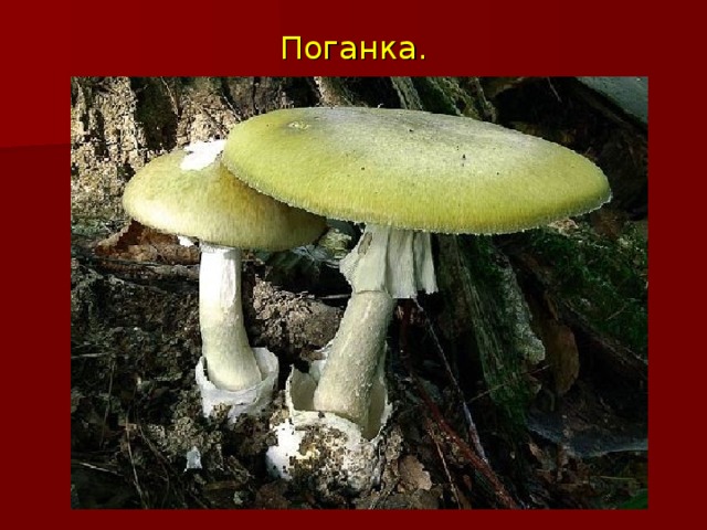 Поганка. 