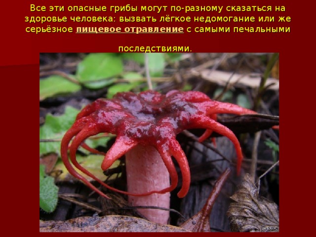 Все эти опасные грибы могут по-разному сказаться на здоровье человека: вызвать лёгкое недомогание или же серьёзное  пищевое отравление  с самыми печальными последствиями.  