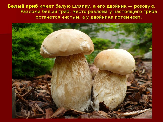 Белый гриб  имеет белую шляпку, а его двойник — розовую. Разломи белый гриб: место разлома у настоящего гриба останется чистым, а у двойника потемнеет.   