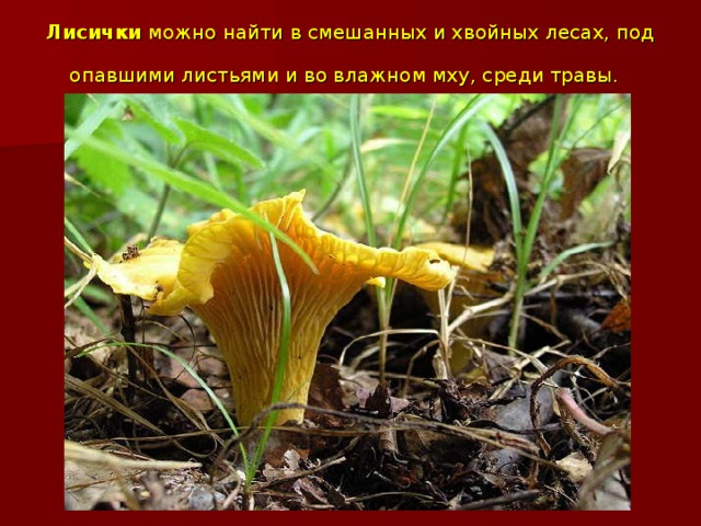 Лисички можно найти в смешанных и хвойных лесах, под опавшими листьями и во влажном мху, среди травы.  