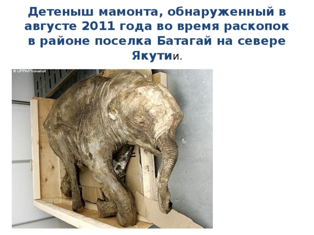 Детеныш мамонта, обнаруженный в августе 2011 года во время раскопок в районе поселка Батагай на севере Якути и. 