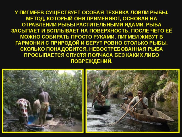 У ПИГМЕЕВ СУЩЕСТВУЕТ ОСОБАЯ ТЕХНИКА ЛОВЛИ РЫБЫ. МЕТОД, КОТОРЫЙ ОНИ ПРИМЕНЯЮТ, ОСНОВАН НА ОТРАВЛЕНИИ РЫБЫ РАСТИТЕЛЬНЫМИ ЯДАМИ. РЫБА ЗАСЫПАЕТ И ВСПЛЫВАЕТ НА ПОВЕРХНОСТЬ, ПОСЛЕ ЧЕГО ЕЁ МОЖНО СОБИРАТЬ ПРОСТО РУКАМИ. ПИГМЕИ ЖИВУТ В ГАРМОНИИ С ПРИРОДОЙ И БЕРУТ РОВНО СТОЛЬКО РЫБЫ, СКОЛЬКО ПОНАДОБИТСЯ. НЕВОСТРЕБОВАННАЯ РЫБА ПРОСЫПАЕТСЯ СПУСТЯ ПОЛЧАСА БЕЗ КАКИХ ЛИБО ПОВРЕЖДЕНИЙ. 
