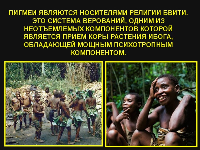 ПИГМЕИ ЯВЛЯЮТСЯ НОСИТЕЛЯМИ РЕЛИГИИ БВИТИ. ЭТО СИСТЕМА ВЕРОВАНИЙ, ОДНИМ ИЗ НЕОТЪЕМЛЕМЫХ КОМПОНЕНТОВ КОТОРОЙ ЯВЛЯЕТСЯ ПРИЕМ КОРЫ РАСТЕНИЯ ИБОГА, ОБЛАДАЮЩЕЙ МОЩНЫМ ПСИХОТРОПНЫМ КОМПОНЕНТОМ.  