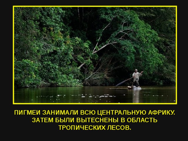 ПИГМЕИ ЗАНИМАЛИ ВСЮ ЦЕНТРАЛЬНУЮ АФРИКУ. ЗАТЕМ БЫЛИ ВЫТЕСНЕНЫ В ОБЛАСТЬ ТРОПИЧЕСКИХ ЛЕСОВ. 