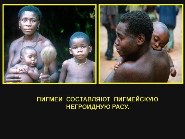 ПИГМЕИ СОСТАВЛЯЮТ ПИГМЕЙСКУЮ НЕГРОИДНУЮ РАСУ.  
