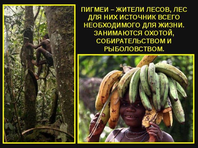 ПИГМЕИ – ЖИТЕЛИ ЛЕСОВ, ЛЕС ДЛЯ НИХ ИСТОЧНИК ВСЕГО НЕОБХОДИМОГО ДЛЯ ЖИЗНИ. ЗАНИМАЮТСЯ ОХОТОЙ, СОБИРАТЕЛЬСТВОМ И РЫБОЛОВСТВОМ. 