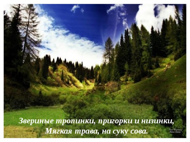 Звериные тропинки, пригорки и низинки,  Мягкая трава, на суку сова.    