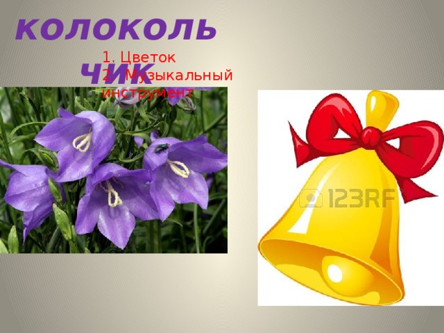 колокольчик 1. Цветок 2. Музыкальный инструмент 