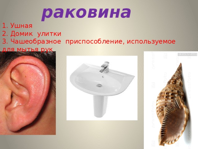 раковина 1. Ушная 2. Домик улитки 3. Чашеобразное приспособление, используемое для мытья рук 
