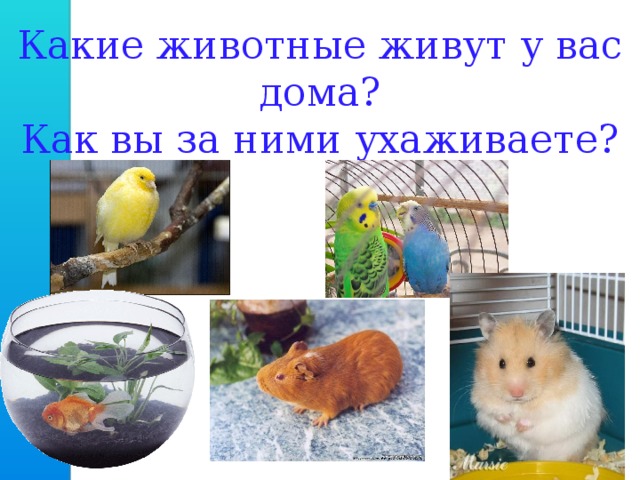 Какие животные живут у вас дома?  Как вы за ними ухаживаете? 