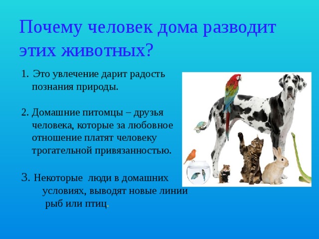 Почему человек дома разводит этих животных? Это увлечение дарит радость  познания природы. 2. Домашние питомцы – друзья  человека, которые за любовное  отношение платят человеку  трогательной привязанностью. 3. Некоторые люди в домашних  условиях, выводят новые линии  рыб или птиц . 