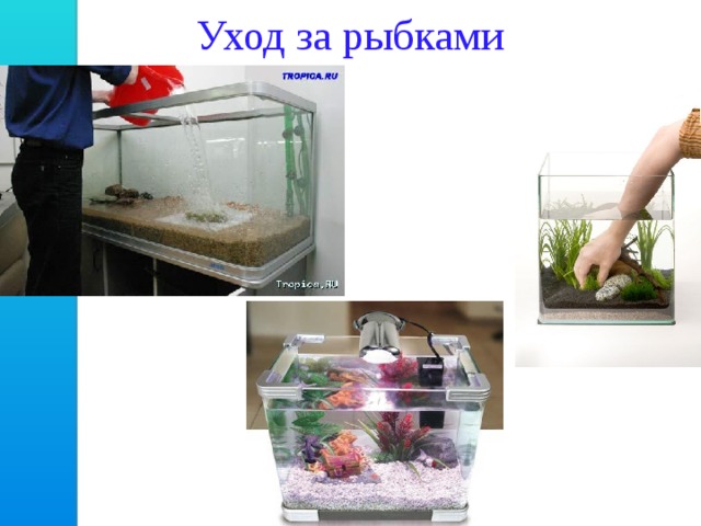 Уход за рыбками 