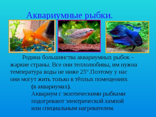 Аквариумные рыбки.  Родина большинства аквариумных рыбок – жаркие страны. Все они теплолюбивы, им нужна температура воды не ниже 25 °.Поэтому у нас они могут жить только в тёплых помещениях  (в аквариумах).  Аквариум с экзотическими рыбками  подогревают электрической лампой  или специальным нагревателем. 