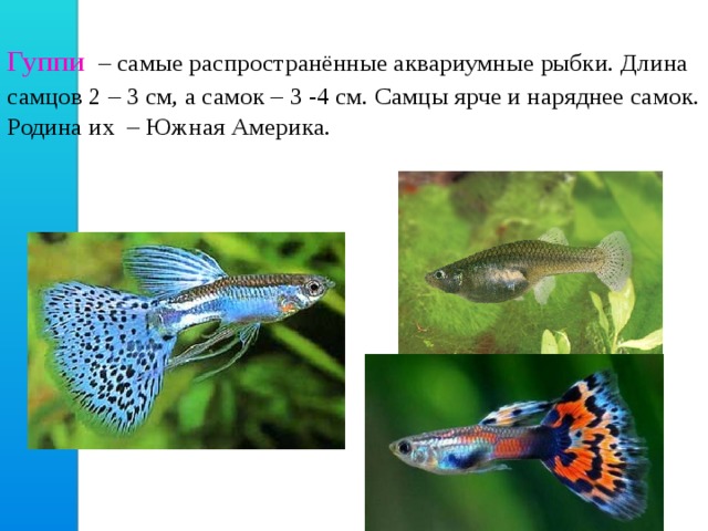 Гуппи  – самые распространённые аквариумные рыбки. Длина самцов 2 – 3 см, а самок – 3 -4 см. Самцы ярче и наряднее самок. Родина их – Южная Америка. 