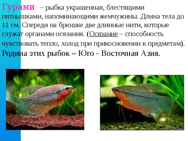 Гурами  – рыбка украшенная, блестящими пятнышками, напоминающими жемчужины. Длина тела до 11 см. Спереди на брюшке две длинные нити, которые служат органами осязания. ( Осязание – способность чувствовать тепло, холод при прикосновении к предметам). Родина этих рыбок – Юго - Восточная Азия. 
