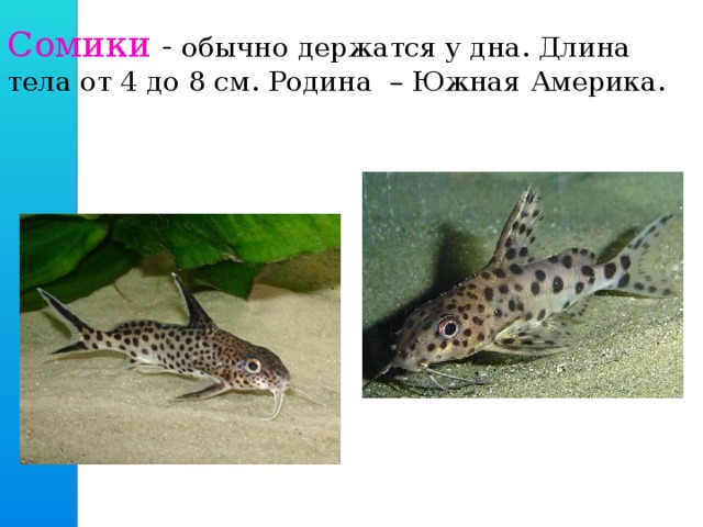 Сомики - обычно держатся у дна. Длина тела от 4 до 8 см. Родина – Южная Америка. 