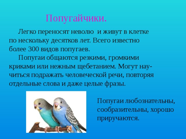  Попугайчики.  Легко переносят неволю и живут в клетке по нескольку десятков лет. Всего известно более 300 видов попугаев.  Попугаи общаются резкими, громкими криками или нежным щебетанием. Могут нау- читься подражать человеческой речи, повторяя отдельные слова и даже целые фразы.  Попугаи любознательны,  сообразительны, хорошо  приручаются. 