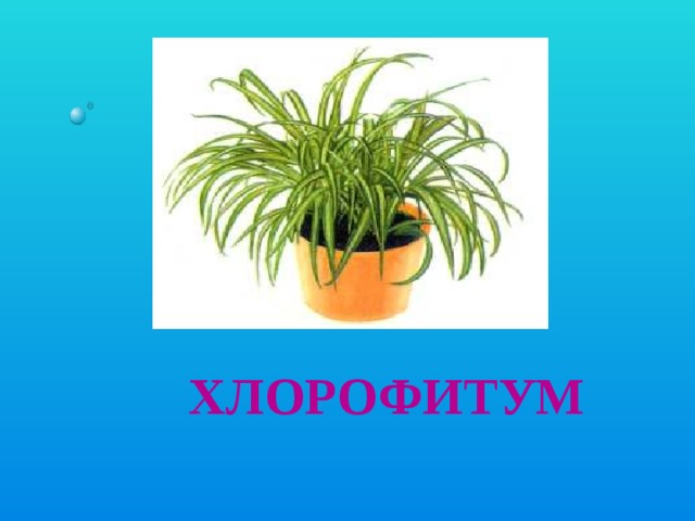 Хлорофитум 