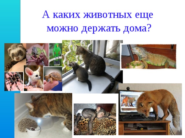 А каких животных еще можно держать дома? 
