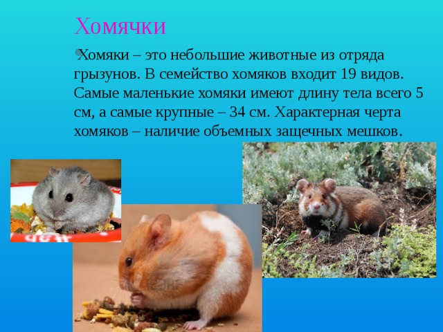 Хомячки Хомяки – это небольшие животные из отряда грызунов. В семейство хомяков входит 19 видов. Самые маленькие хомяки имеют длину тела всего 5 см, а самые крупные – 34 см. Характерная черта хомяков – наличие объемных защечных мешков.      