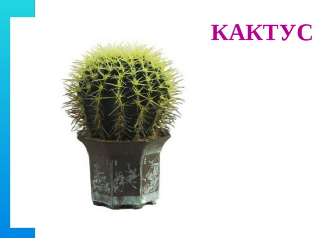 КАКТУС 