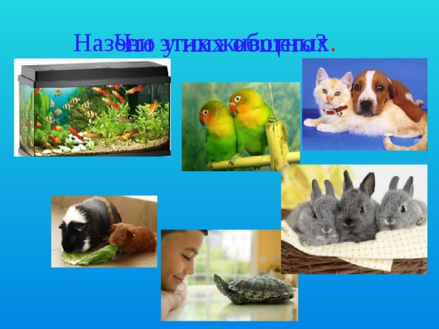 Назови этих животных . Что у них общего? 