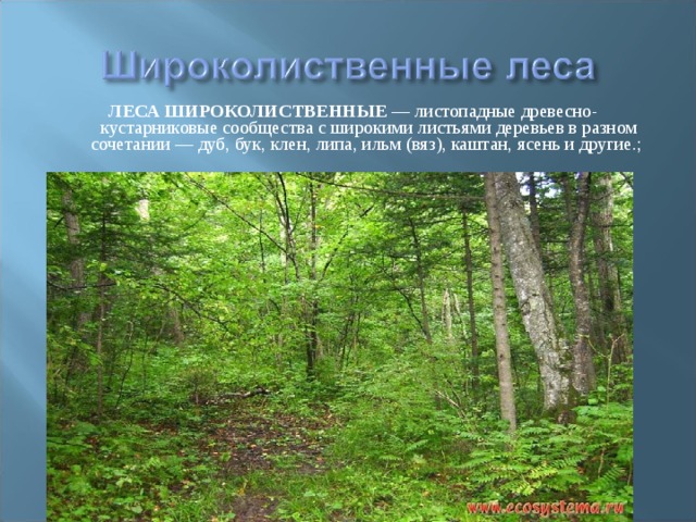 ЛЕСА ШИРОКОЛИСТВЕННЫЕ — листопадные древесно-кустарниковые сообщества с широкими листьями деревьев в разном сочетании — дуб, бук, клен, липа, ильм (вяз), каштан, ясень и другие.; 