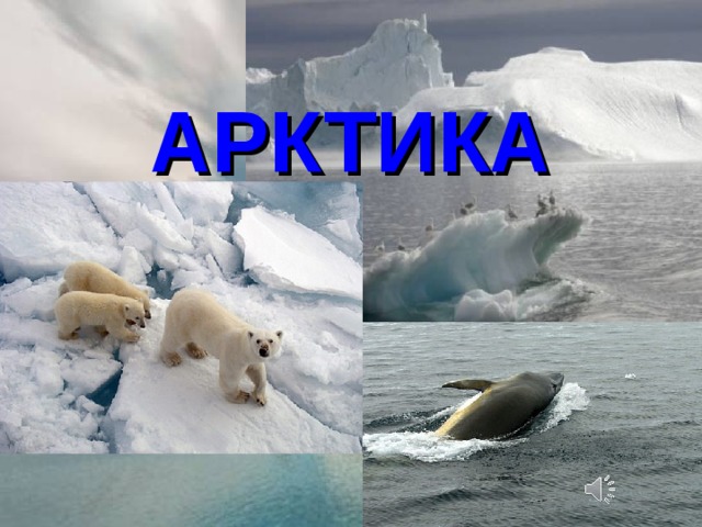 АРКТИКА   