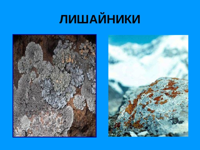 ЛИШАЙНИКИ 