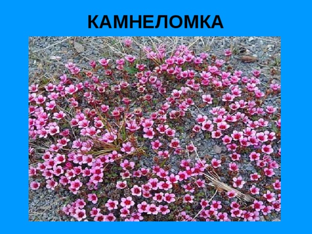 КАМНЕЛОМКА 