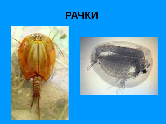 РАЧКИ 