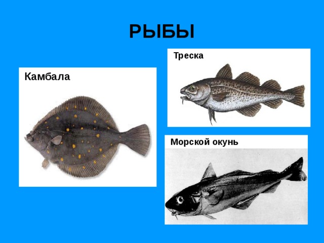 РЫБЫ  Треска  Камбала  Морской окунь 