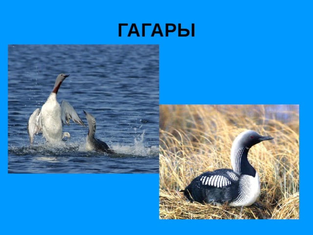 ГАГАРЫ 
