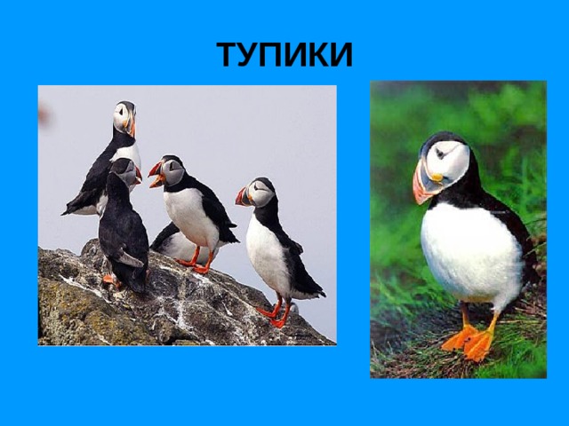 ТУПИКИ 