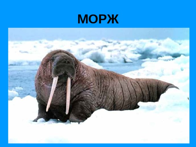 МОРЖ 