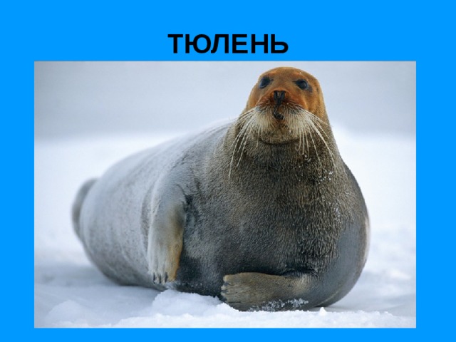 ТЮЛЕНЬ 