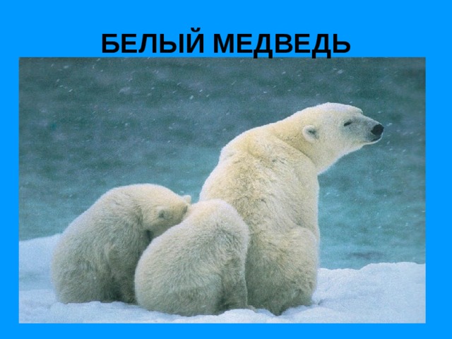 БЕЛЫЙ МЕДВЕДЬ 