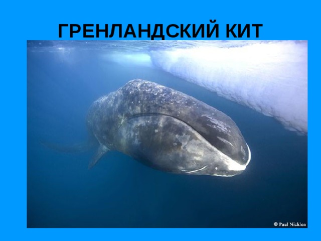 ГРЕНЛАНДСКИЙ КИТ 