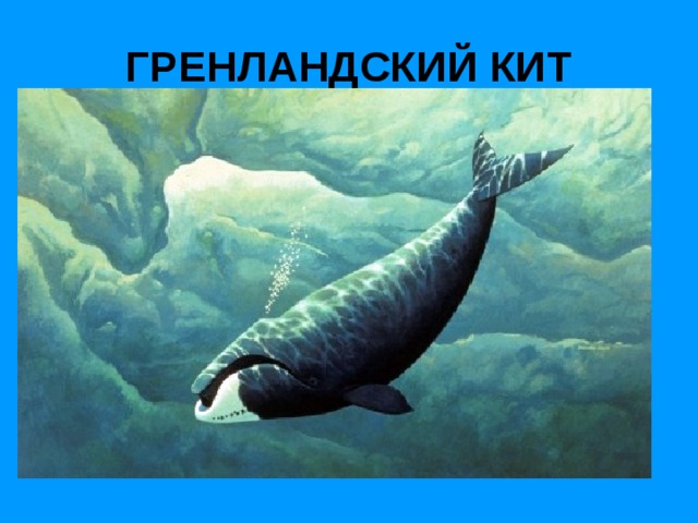 ГРЕНЛАНДСКИЙ КИТ 