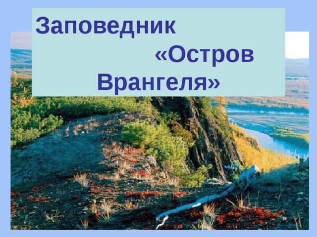 Заповедник «Остров Врангеля» 