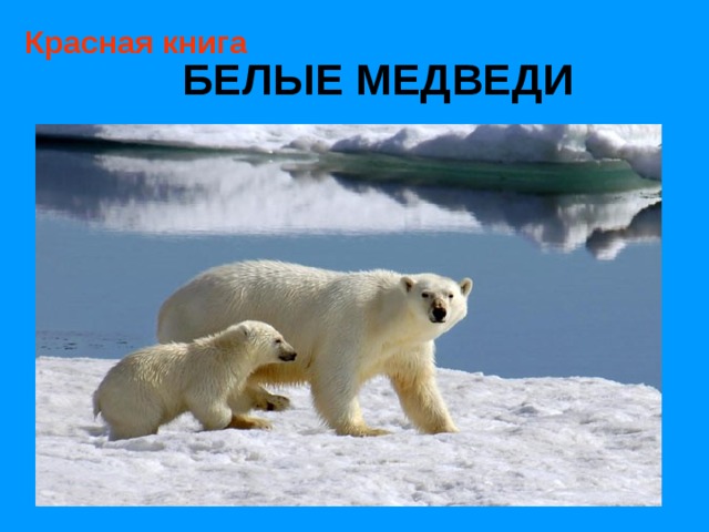 Красная книга БЕЛЫЕ МЕДВЕДИ 