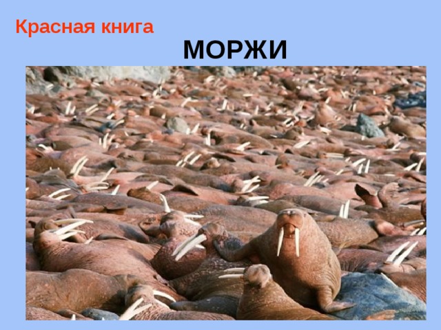 Красная книга МОРЖИ 