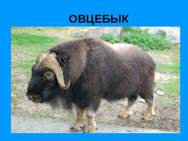 ОВЦЕБЫК 