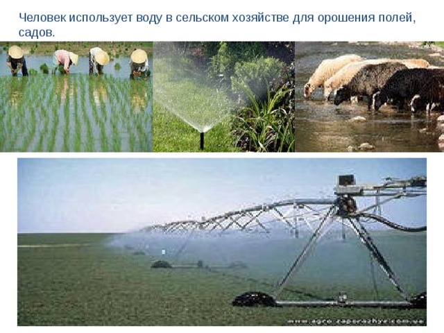 Человек использует воду в сельском хозяйстве для орошения полей, садов. 