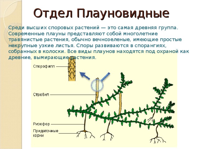 Отдел Плауновидные Среди высших споровых растений — это самая древняя группа. Современные плауны представляют собой многолетние травянистые растения, обычно вечнозеленые, имеющие простые некрупные узкие листья. Споры развиваются в спорангиях, собранных в колоски. Все виды плаунов находятся под охраной как древние, вымирающие растения. 