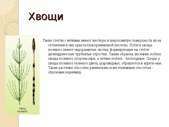 Хвощи Такие стебли с ветвями имеют жесткую и шероховатую поверхность из-за отложения в них кристаллов кремниевой кислоты. Побеги хвоща полевого имеют недоразвитые листья, формирующие на стебле цилиндрические трубчатые отростки. Таким образом, весенние побеги хвоща полевого спороносные, а летние побеги - бесплодные. Споры у хвоща полевого зеленого цвета, шаровидные, образуются в апреле-мае. Также растение способно размножаться вегетативным способом - отрезками корневищ. 