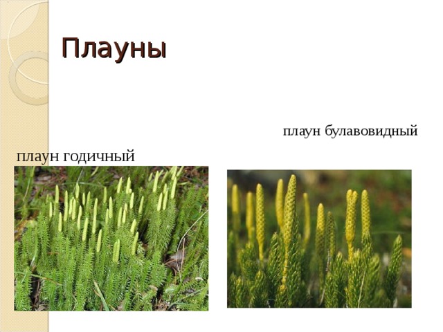 Плауны  плаун булавовидный плаун годичный 
